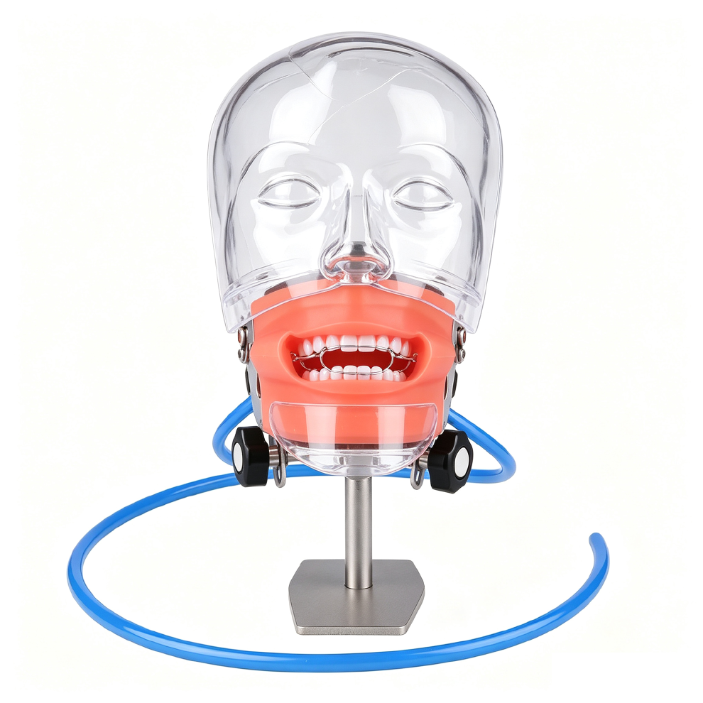 Dental Phantom Head Manikin Model with 28Pcs/32Pcs Teeth Typodont and FE Articulator Compatible with Nissin Kilgore